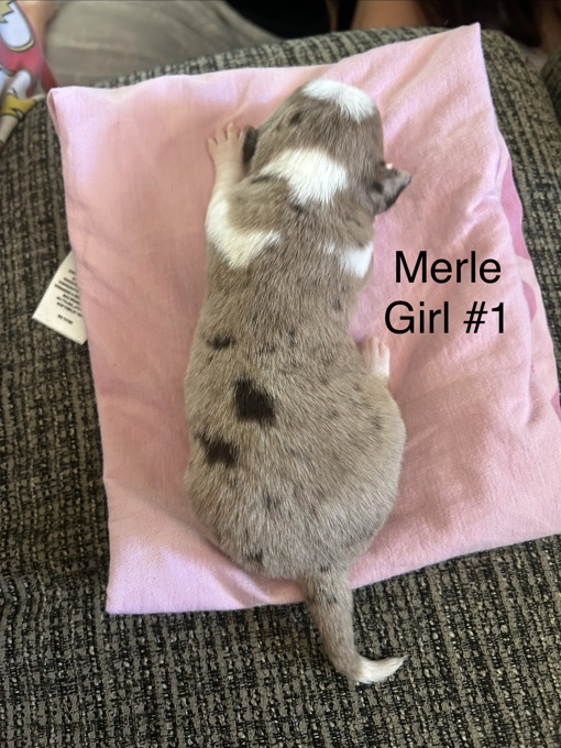 Chihuahua/ toy Australian Shepard mix