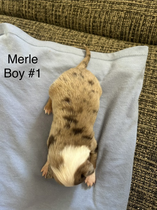 Chihuahua/ toy Australian Shepard mix