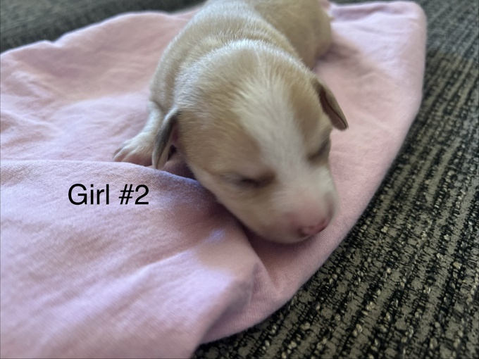 Chihuahua/ toy Australian Shepard mix
