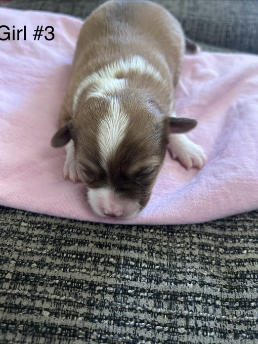 Chihuahua/ toy Australian Shepard mix