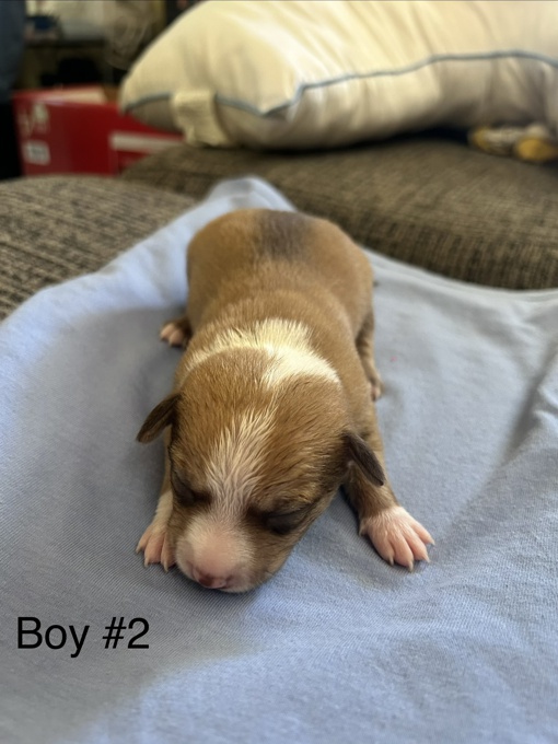 Chihuahua/ toy Australian Shepard mix