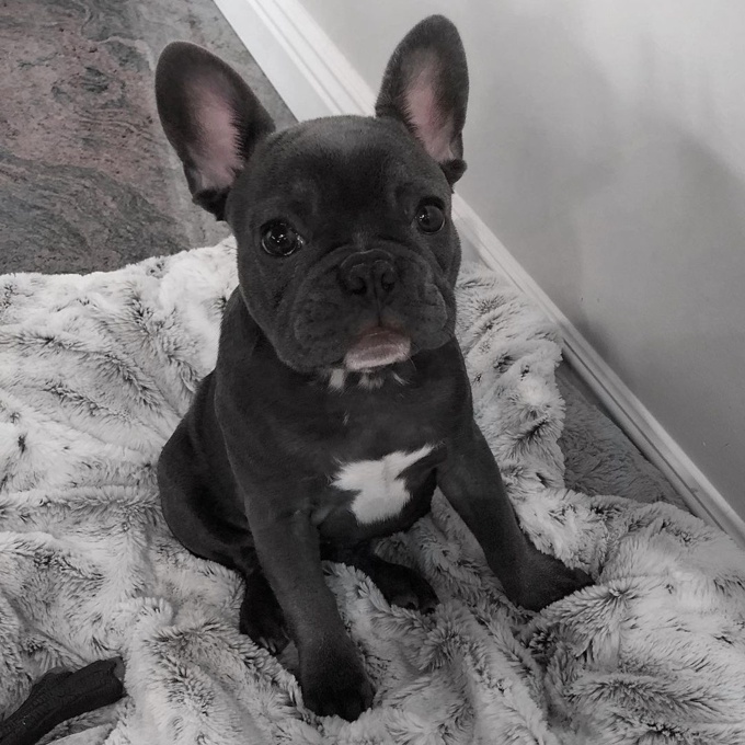 Frenchie