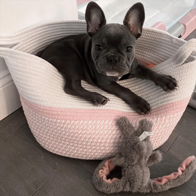 Frenchie