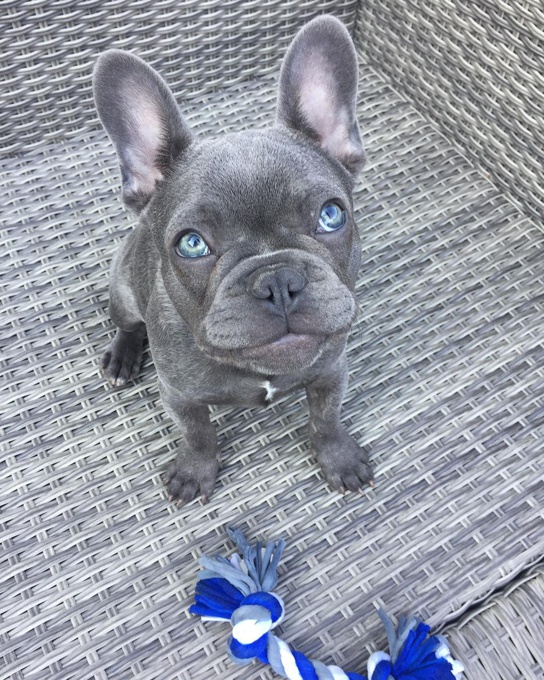 Frenchie