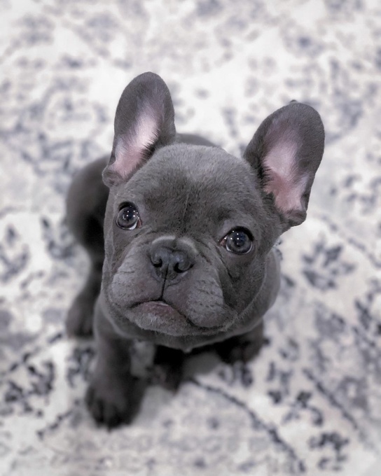 Frenchie