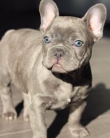 Frenchie