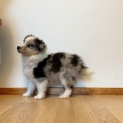 Shetland Sheepdog