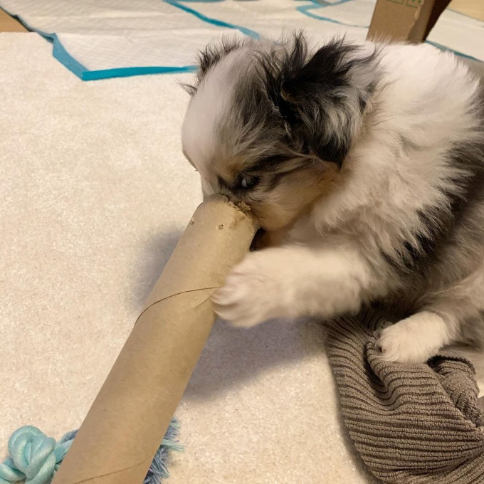 Shetland Sheepdog