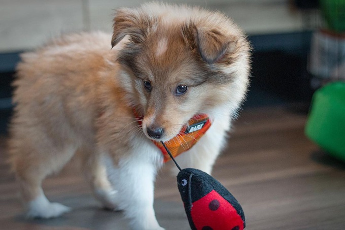 Shetland Sheepdog