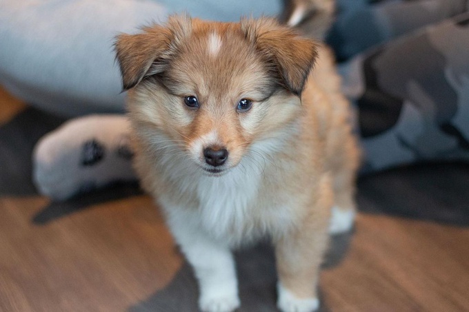 Shetland Sheepdog