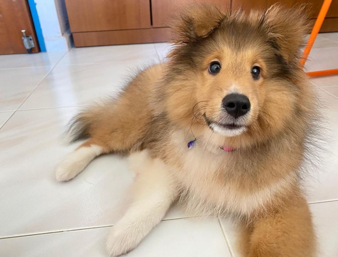 Shetland Sheepdog
