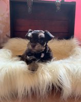 Miniature Schnauzer