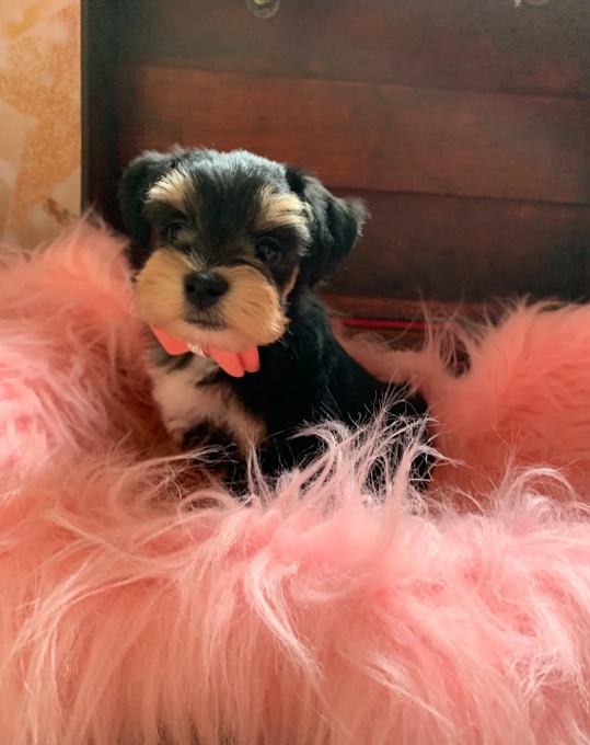 Miniature Schnauzer