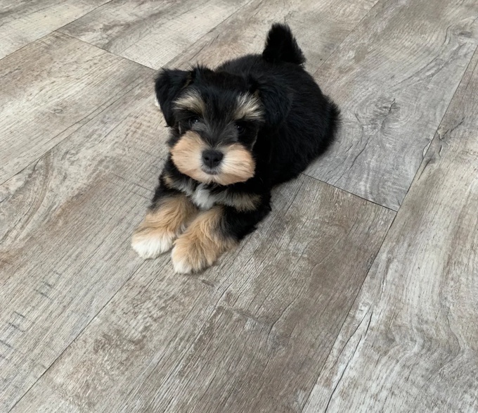 Miniature Schnauzer
