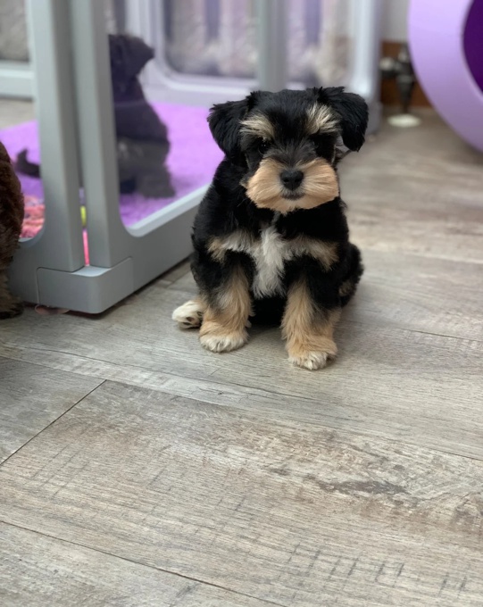 Miniature Schnauzer