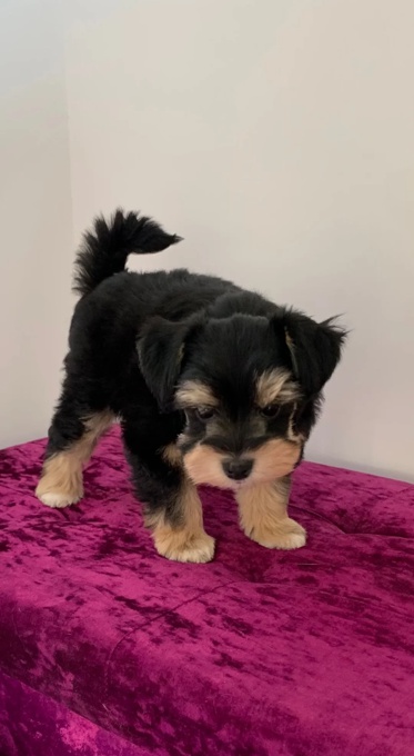 Miniature Schnauzer