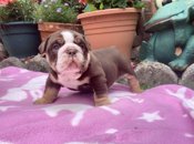 English Bulldog Puppy