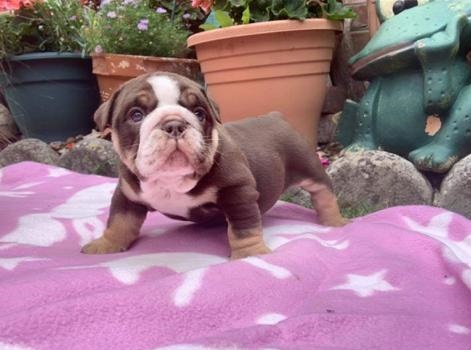 English Bulldog Puppy