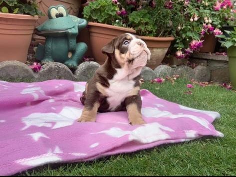 English Bulldog Puppy