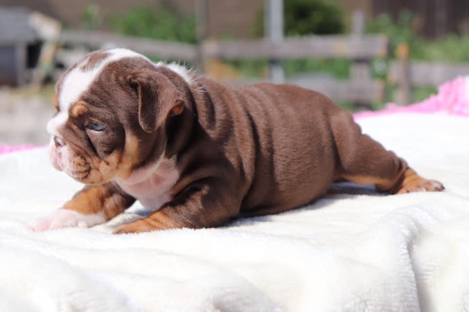 English Bulldog Puppy
