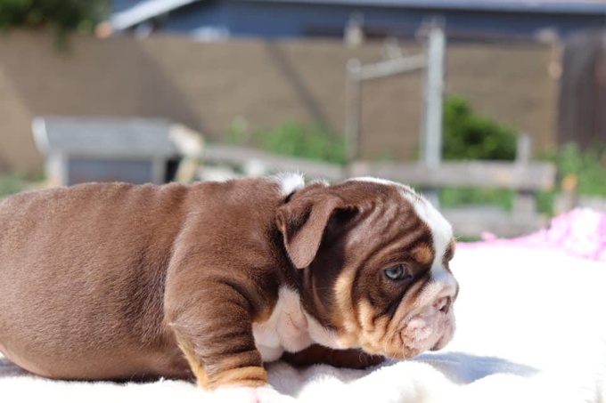 English Bulldog Puppy