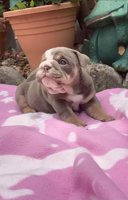 English Bulldog Puppy