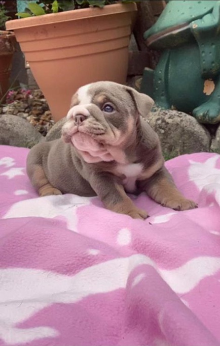 English Bulldog Puppy