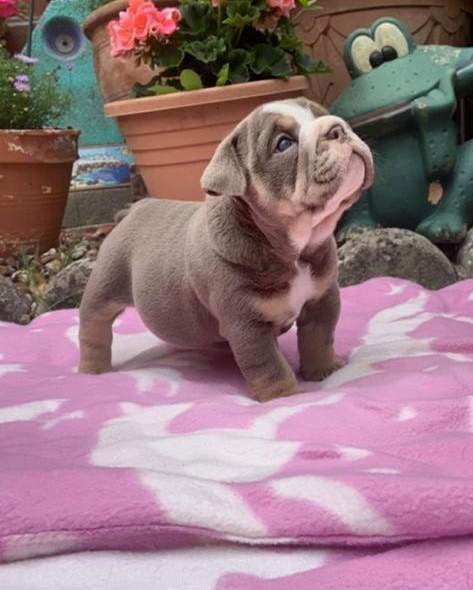 English Bulldog Puppy