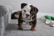 English Bulldog Puppy For Sale