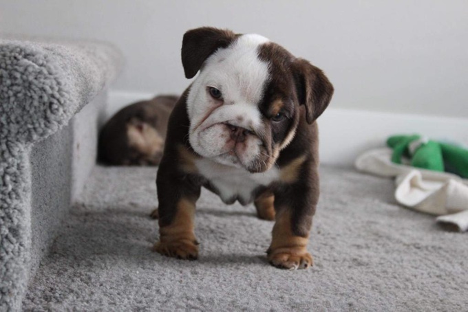 English Bulldog Puppy For Sale
