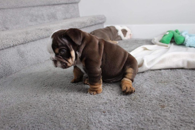 English Bulldog Puppy For Sale