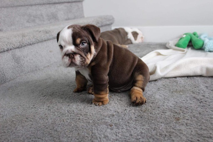 English Bulldog Puppy For Sale