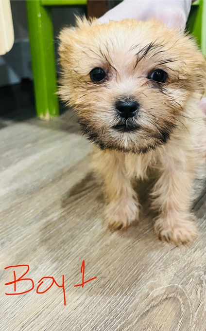 Shorkie