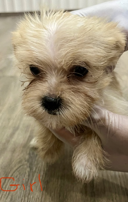 Shorkie