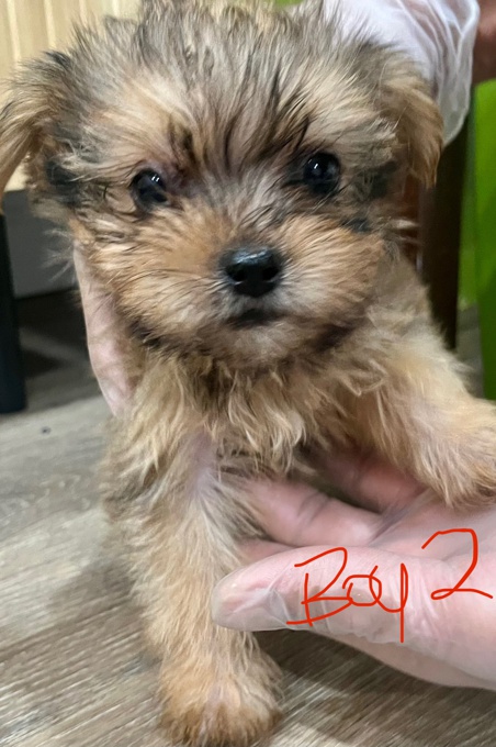 Shorkie