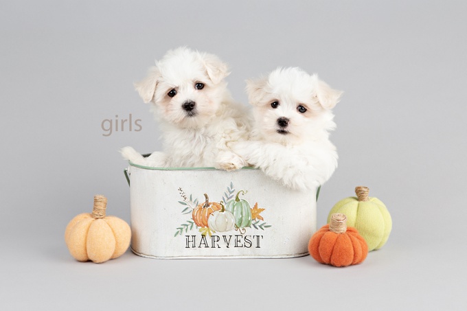 Maltese