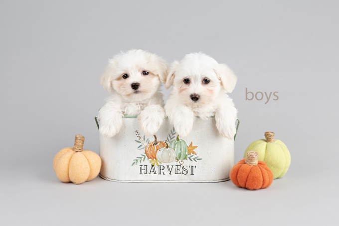 Maltese