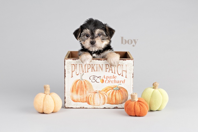 Morkie