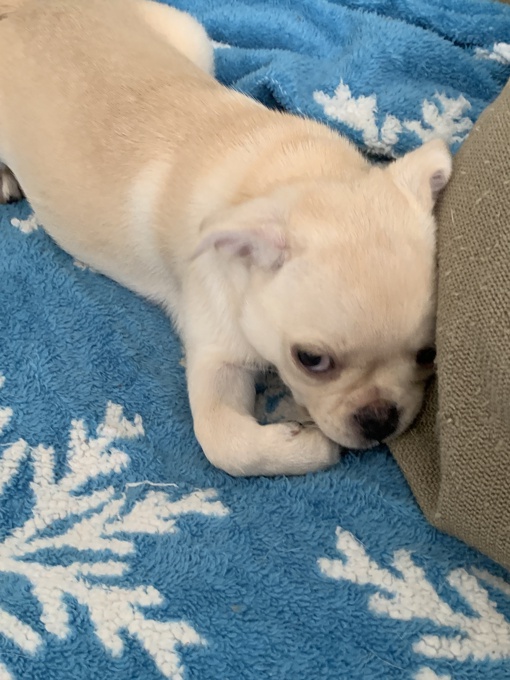 Pug / chou