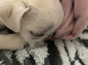 Pug / chou