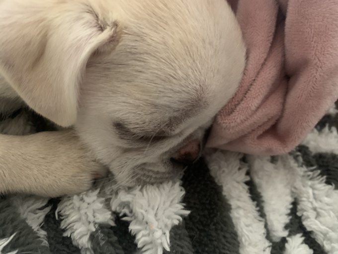 Pug / chou