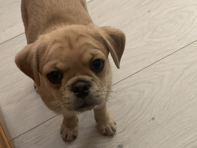 Pug / chou