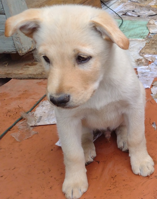 Lab/GermanShepherd/Rottweiler