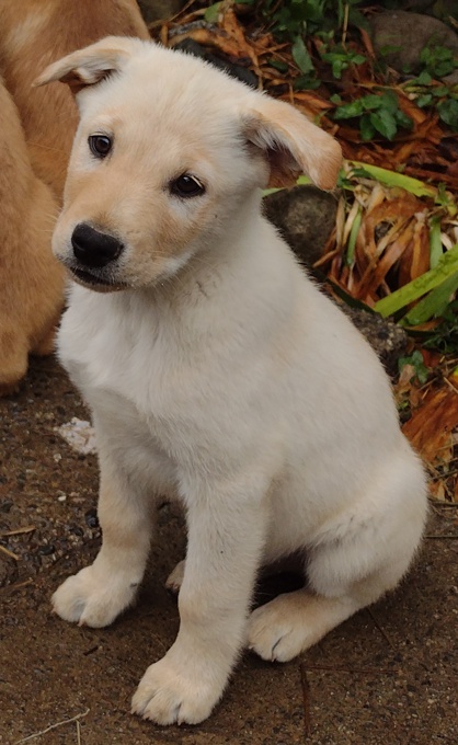 Lab/GermanShepherd/Rottweiler
