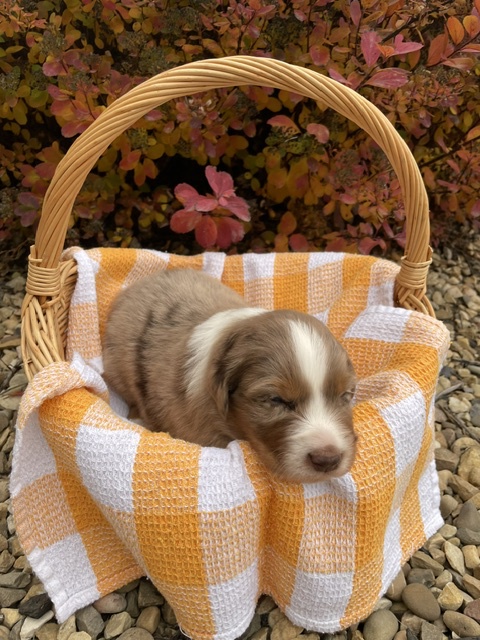 Australian Shepherd