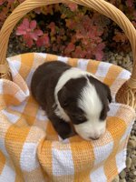Australian Shepherd