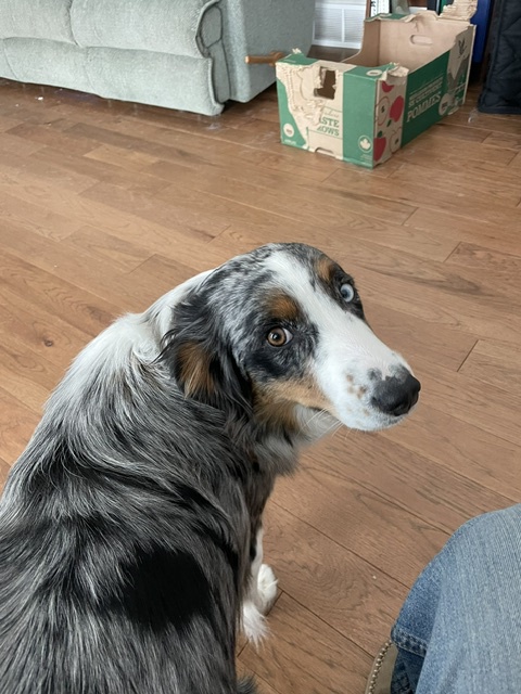 Australian Shepherd