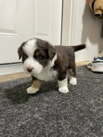 Australian Shepherd