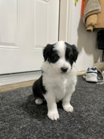 Australian Shepherd