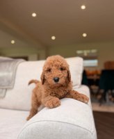 Goldendoodle